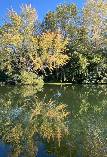 boise-river-fall.jpg